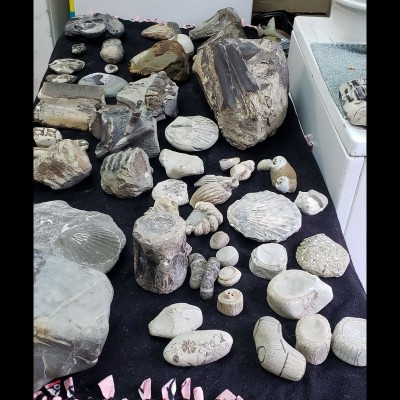 Some of Kent's fossils on display at the Oregon Coast Aquarium.