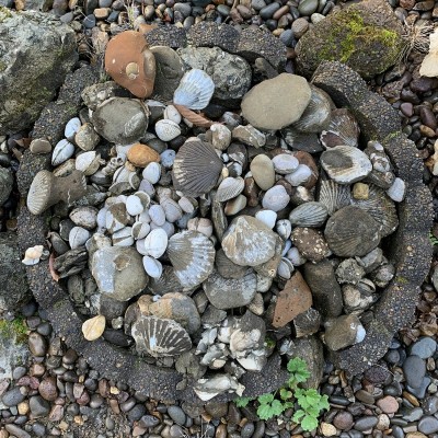 A fossil garden...