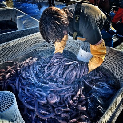 Kent Gibson, the harbor master in Newport Oregon, was there the day that his crew helped load the hagfish (AKA slime eels) on that fateful day in 2017. The truck carrying the eels overturned on highway 101 and all hell broke loose. Read all about this insanely weird incident at https://www.opb.org/news/article/eels-truck-highway-oregon-slime-101/&nbsp;