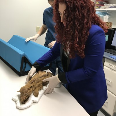 Julie and her co-author, Jess Heath, X-ray Zh&ugrave;r, the frozen wolf pup mummy from the Yukon.