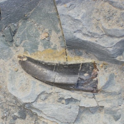 A tooth Dean and Levi Shinkle found whilst digging at the &ldquo;SI&rdquo; Quarry in 2008.