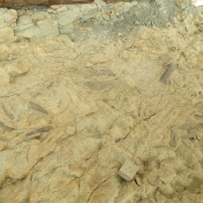 Dean's photo of the "Something Interesting" site, showing some of the bones of a Camarasaurus and scratch marks made by an Allosaurus.