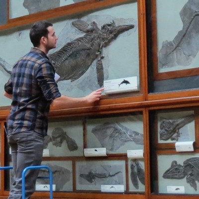 Studying many ichthyosaurs in the beautiful marine reptiles gallery at the Natural History Museum, London. 2016.