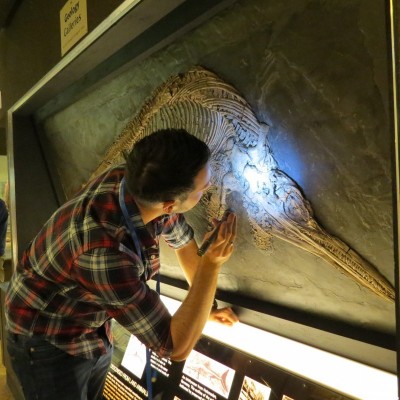 Studying a beautifully preserved ichthyosaur (Ichthyosaurus somersetensis) at Bristol Museum. 2017.