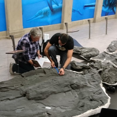 Studying the gigantic whale-sized ichthyosaur, Shonisaurus sikanniensis, with Professor Judy Massare at the Royal Tyrrell Museum. 2017.