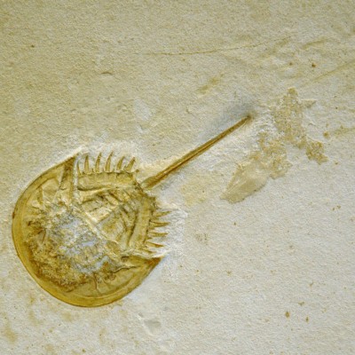 The horseshoe crab &lsquo;death trace&rsquo; or mortichnion, on display at the Wyoming Dinosaur Center, one of many specimens discussed in Dean's book&nbsp;Locked in Time.