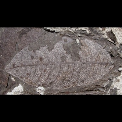 22 million year old leaf fossil from the Mush Valley of Ethiopia. 