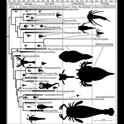 Eurypteridae Size-comparison