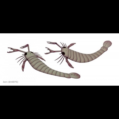 Acutiramus Eurypterid