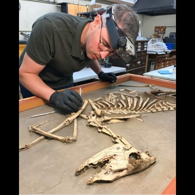 Conservation treatment of a Stenomylus skeleton at CMNH_