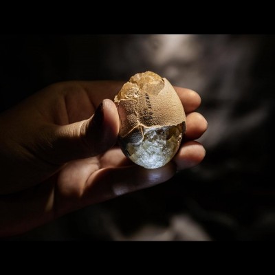 This fossilized bird egg from what is now Nebraska was laid tens of millions of years after the extinction of the non-avian dinosaurs. Even so, the remains help Yale Ph.D. candidate Jasmina Wiemann analyze the chemistry of more ancient eggshells. &ldquo;All birds are dinosaurs, so it is also an avian dinosaur egg,&rdquo; she says. Photographed at Peabody Museum of Natural History, Yale University for National Geographic.