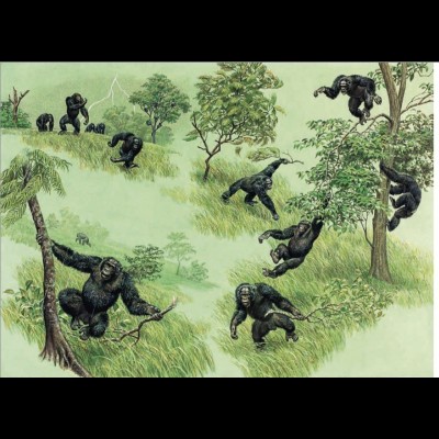 Jane Goodall's chimpanzees in a rain dance frenzy. Jay has been a lifelong friend and colleague of Jane's and has visited her research station in Africa many times. This is an illustration for Jane's first book.