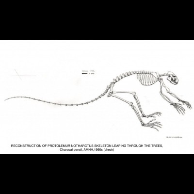 Jay's meticulous working process in bringing prehistoric animals back to life begins with the basics. Reconstruction step number one is the skeleton.&nbsp;&nbsp;