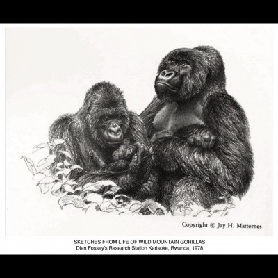 Jay became friends with Dian Fossey when he visited her field station in Rwanda in 1968. While there he drew gorillas directly from life.