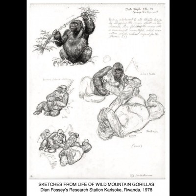 Sketches from life of wild mountain Gorillas at Dian Fossey's field site in Rwanda.
