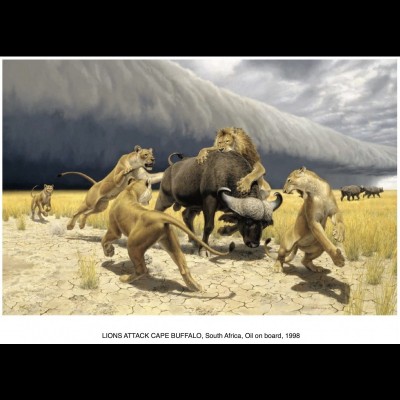Lions attacking Cape Buffalo by Jay Matterness. Note the roll cloud in the background.&nbsp;