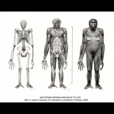 A sequential drawing showing how Jay Matternes brought "Ardi" back to life. Jay worked in secret for eleven years reconstructing this remarkable ancient human relative before it was unveiled to the world.