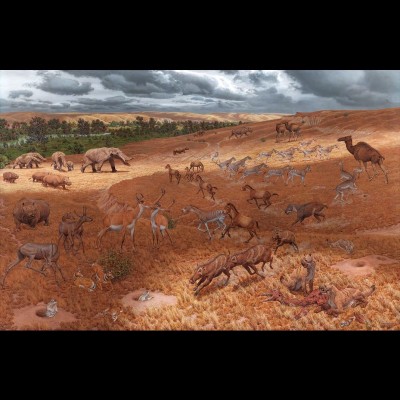 Great Plains Grassland, Midddle-Late Miocene mural, 12 feet x 18 ft. 9 inches, painted by Jay Matternes for the Smithsonian National Museum of Natural History in 1964. This is one of Ray's favorites.