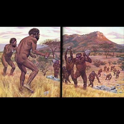 Jay's painting from the Time Life 'Early Man' book, depicting a violent showdown in Olduvai Gorge, between Australopithecus and the more 'primitive' Paranthropus. Note the weapons each group is using.