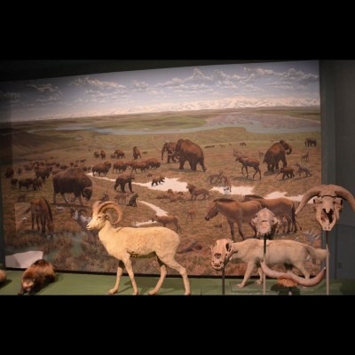 Jay's 'Alaskan Mammoth Steppe' Pleistocene mural as it once was displayed at the Smithsonian, behind fossils and taxidermied mounts. This beautiful, highly detailed mural measures 12 feet by 20 feet. It was painted in 1975 and took a special bi-partisan effort from Congress to get the funding to make it happen. Jay traveled to Alaska to do the research and consulted with UAF's Dale Guthrie. While in Fairbanks he also became friends with wildlife artist Bill Berry, a kindred spirit. You can see Bill's work at https://berrystudios.biz/