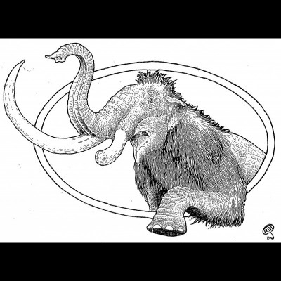 Dee the broken tusked Columbian mammoth as skillfully drawn by Russell Hawley.