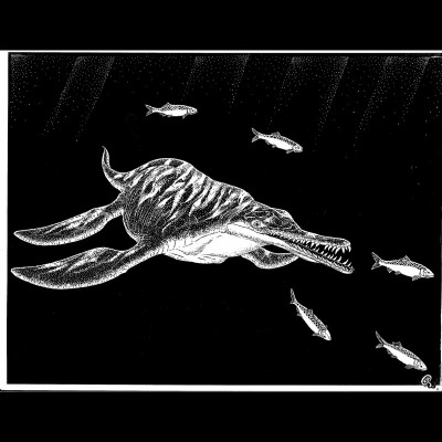 Dolichorhynchops, a short necked plesiosaur from the Creatceous of Wyoming, as drawn by Russell Hawley.