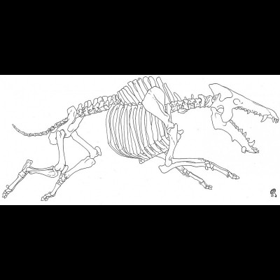 Archaeotherium skeleton by Russell Hawley. Step one in bringing these ancient beasties back to life.