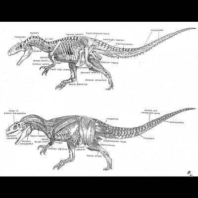 Allosaurus muscles, a pen and ink study by Russell Hawley.