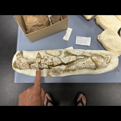 Crocodylian jaw from the Oligocene site South of Alice Springs
