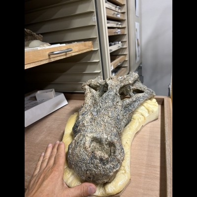 An Alcoota Crocodylian skull "Baru"