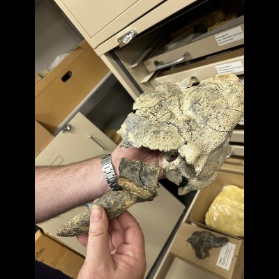 Horned Turtle Skull