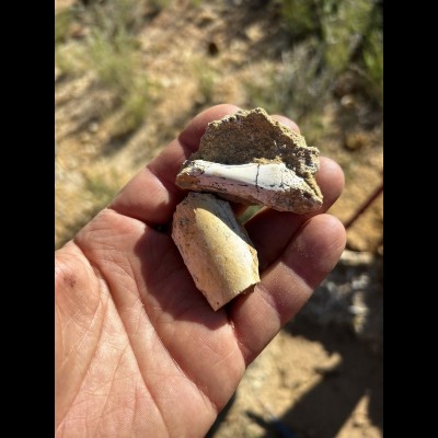 Oligocene Fossil Bird bones