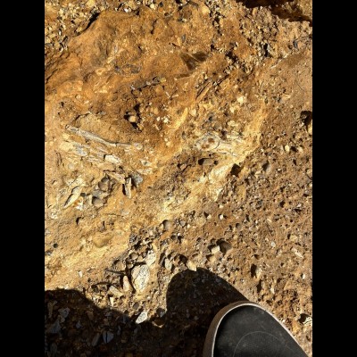 Oligocene Bird Bone in the outback