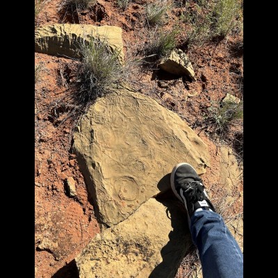 500myo Cambrian Stromatolites 