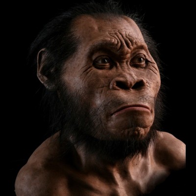 Gurche's lifelike recreation of the recently described Homo naledi.