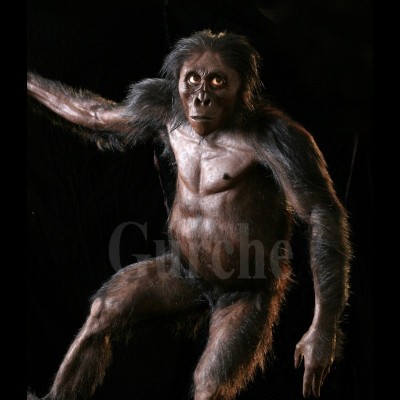 Lucy, a female Australopithecus afarensis by John Gurche.