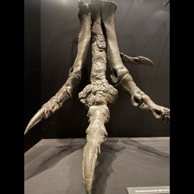 Arthritic T-Rex foot on display at the Museum of the Rockies, Bozeman MT
