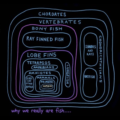 Here's a venn diagram explaining Ray's assertion that you really ARE a fish: you are a Chordate, a Vertebrate, a Bony Fish, a Lobefinned Fish, a Tetrapod, an Amniote, a Mammal, a Primate, a Great Ape and a Hominid.
