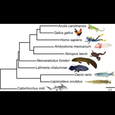 A fine cladogram elucidating our kinship with our couisin the lungfish. They are more closely realted to US than they are to other fishes. Read about the giant genome study that settled the question once and for all:&nbsp; https://www.nature.com/articles/s41586-021-03198-8