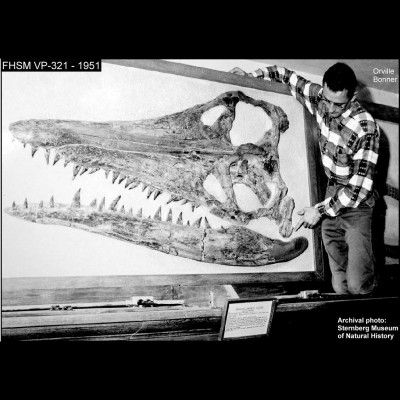 A young Orville Bonner at the Sternberg Museum with the massive skull of Megacephalosaurus an enormous pliosaur from Kansas. It was originally thought to be in the genus Brachauchenius, but through careful research by Mike Everhart and Bruce Schumaker determined it had been misidentified.