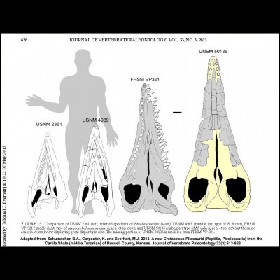 This diagram compares the size range of Brachauchenius&nbsp;and Megacephalosaurus, two large pliosaurs (short necked plesiosaurs) known from the Western Interior Seaway.