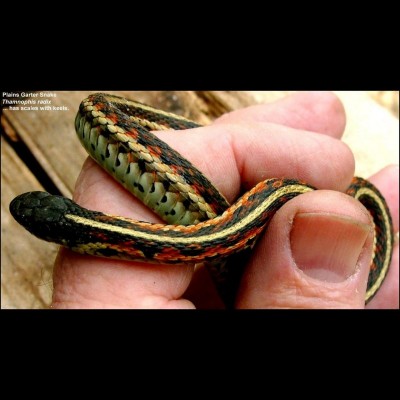 As a modern day comparison, the fosssilized scales of mosasaurs would have been about the same size as those on this Plains Garter snake.