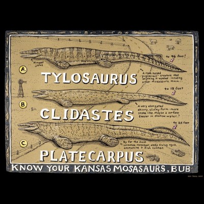 Ray's drawing of the 3 most common mosasaurs known from Kansas.&nbsp;