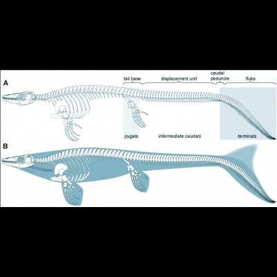 Fluke or no fluke on mosasaurs? That is the question...