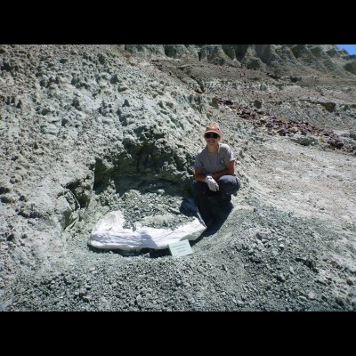 An oreodont in a plaster jacket at John Day in Oregon.