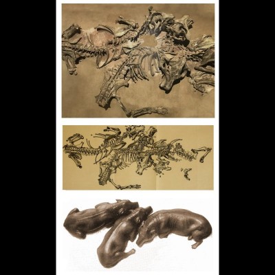 A remarkable group of three Miocene oreodonts buried alive by volcanic ash. Above are the skeletons as found, all huddled together ina very 'cute' death assemblage. Beloe is a scuplted representation of this hapless assemblage of Promerychocherus found in Sioux County, Nebraska. The fossils are in the collection at the Carnegie Museum in Pittsburgh.