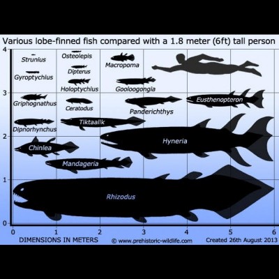 Various lobe finned fish from the Devonian. Tiktaalik actually grew to about 9 feet long!