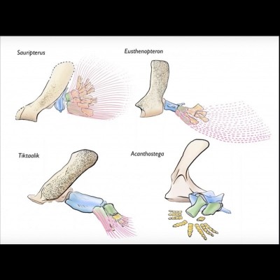 Evolution of the arm through time. As Neil Shubin likes to say "one bone, two bones, lots of little bones". An anotomical pattern that shows up in all terrestrial vertebrates, the descendants of our lobe finned ancestors that crawled ashore in the Devonian.