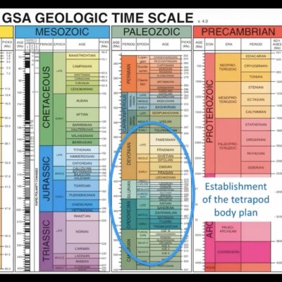 Establishment of the Tetrapod Body plan