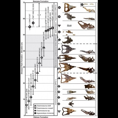 Chasmosaurus and it's many cousins.